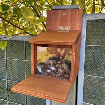 Ekornmater Ekornmater